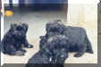 chiots de morane