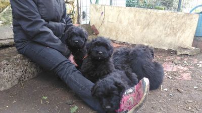 chiots bouviers des flandres