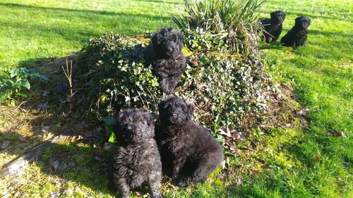 chiot bouvier des flandres de lage baston de deux mois