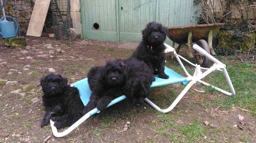 chiots bouviers des Flandres de Lage Baston