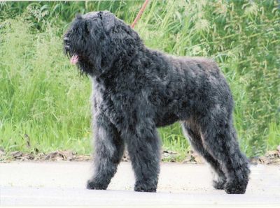 bouvier des flandres de lage baston de deux ans