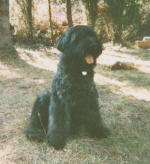 bouvier des Flandres, ElOurs de Lage Baston 