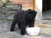 Fathia de Lage Baston, chiot bouvier des Flandres