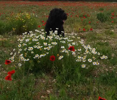 NINA DE LAGE BASTON PARMI LES FLEURS