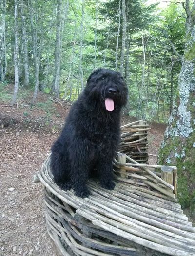 NINA DANS LES BOIS