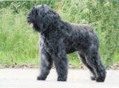 Clinton de Lage Baston, bouvier des flandres