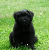 Elfie de Lage Baston, chiot bouvier des flandres