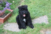 Eliot de Lage Baston, chiot bouvier des flandres