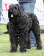photo de Ahostia de lage baston, bouvier des flandres