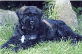 chiot bouvier des flandres, Norton de lage baston