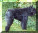 RICKSON-BOIS-2.jpg (31139 octets)