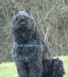 bouvier des flandres : Tosca de Lage Baston