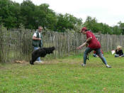 Ahostia de lage baston au club canin