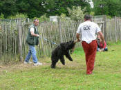 Ahostia de lage baston au canine club bouviers des flandres and co