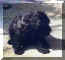 chiot cour.jpg (4435 octets)