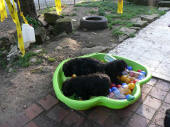 chiot bouvier des flandres de lage baston