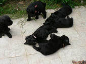 chiots de Rickson et Tosca de Lage Baston