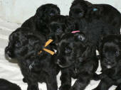 chiots de Rickson et Tosca de Lage Baston