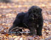 le chiot bouvier des flandres Clinton