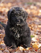 le chiot bouvier des flandres Clinton de lage baston