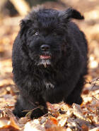 le bouvier des flandres Clinton