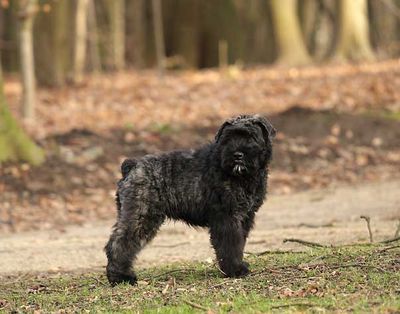 bouvier des flandres de deux mois