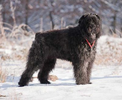 bouvier des flandres de lage baston de 1 an