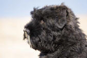 trs belle tte de Clinton de lage baston. bouvier des flandres