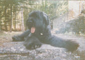 ElOurs de Lage Baston, chiot bouvier des Flandres