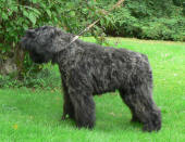 Fcid de Lage Baston. chiot bouvier des flandres