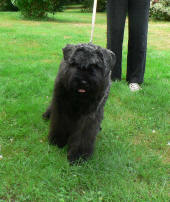 Fcid de Lage Baston. chiot bouvier des flandres de lage baston