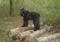 Norton de Lage Baston. bouvier des Flandres de 8 mois