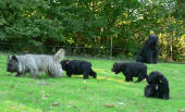 notre cairn terrier Schipie et nos chiots bouvier