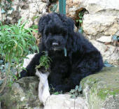Barney de Lage Baston 