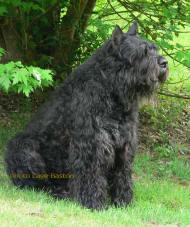le bouvier des flandres Rickson de Lage Baston - brevet d'agility