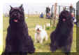 rickson, sam et romeo