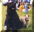 rickson et schipie
