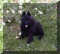 tchoum
