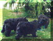 urane, uline et ugo de lage baston